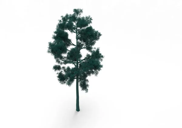 Albero Verde Foglia Isolare Sfondo — Foto Stock