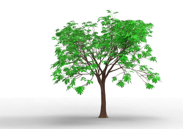 green leafy tree isolate background