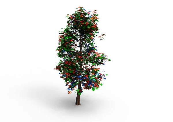 Albero Verde Foglia Isolare Sfondo — Foto Stock