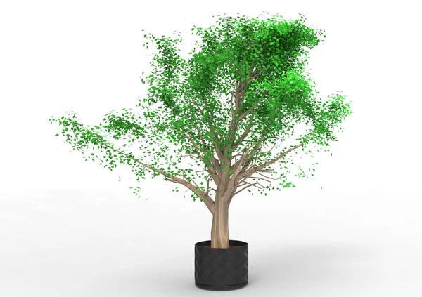 Verde Árbol Frondoso Aislar Fondo — Foto de Stock