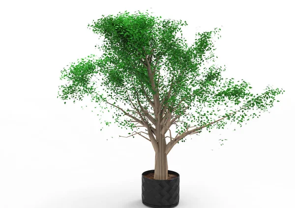 Verde Árbol Frondoso Aislar Fondo — Foto de Stock