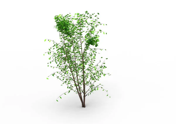 Green Leafy Tree Isolate Background — Stock Photo, Image