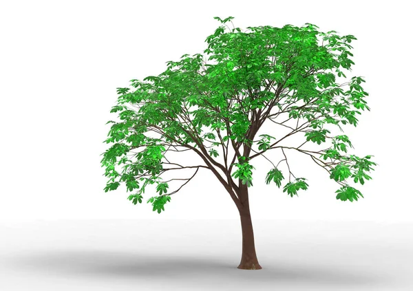 Verde Árbol Frondoso Aislar Fondo — Foto de Stock