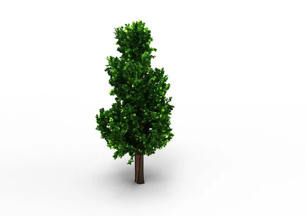 Albero Verde Foglia Isolare Sfondo — Foto Stock