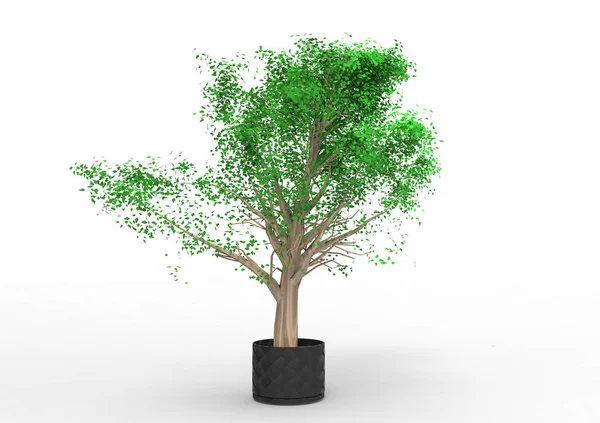 Yeşil Yapraklı Ağaç Izole Arka Plan — Stok fotoğraf