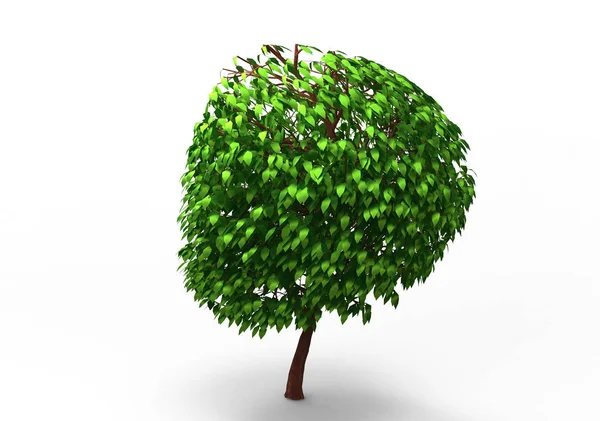 Green Leafy Tree Isolate Background — Stock Photo, Image