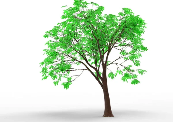 Verde Árbol Frondoso Aislar Fondo — Foto de Stock