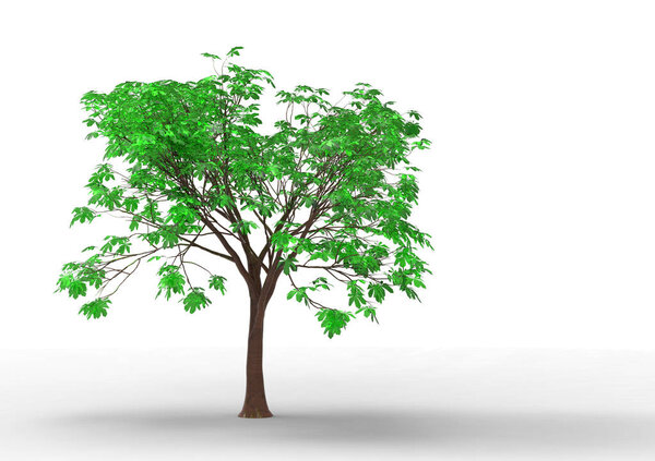 green leafy tree isolate background