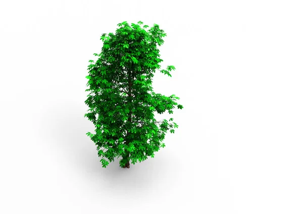 Verde Árbol Frondoso Aislar Fondo — Foto de Stock