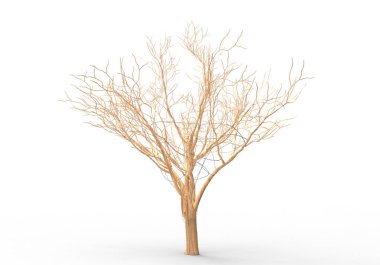 yeşil yapraklı ağaç izole arka plan