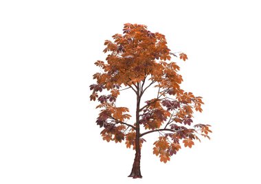 yeşil yapraklı ağaç izole arka plan