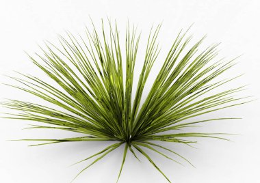 Bush 3d ayrı tut moduyla arka plan