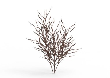 yeşil yapraklı ağaç izole arka plan