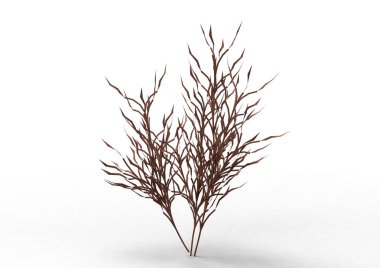 yeşil yapraklı ağaç izole arka plan