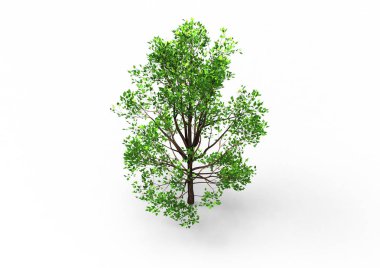 yeşil yapraklı ağaç izole arka plan