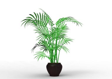 yeşil yapraklı ağaç izole arka plan