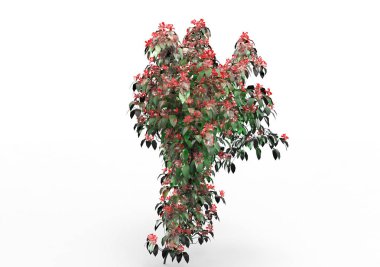 sarmaşık yaprakları beyaz arkaplanda izole edilmiş