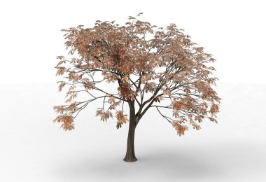 yeşil yapraklı ağaç izole arka plan