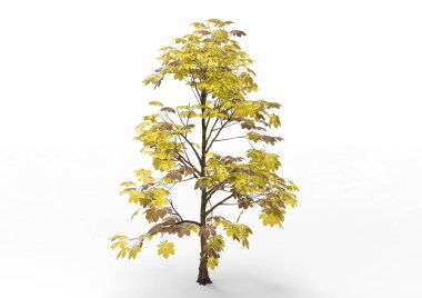 yeşil yapraklı ağaç izole arka plan