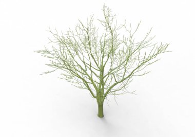 yeşil yapraklı ağaç izole arka plan