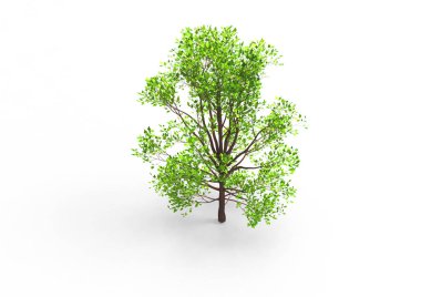 yeşil yapraklı ağaç izole arka plan