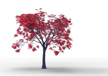 yeşil yapraklı ağaç izole arka plan