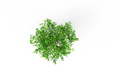 yeşil yapraklı ağaç izole arka plan