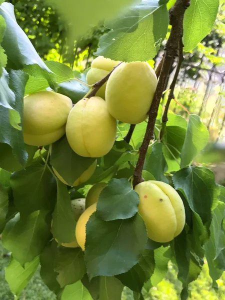 Omogna Frukter Trädgrenar — Stockfoto