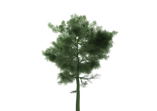 Grün Belaubten Baum Isolieren Hintergrund — Stockfoto