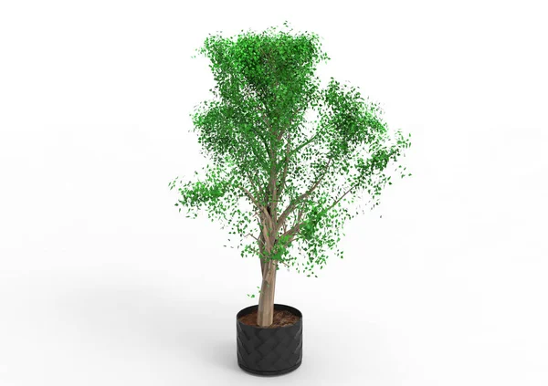 Verde Árbol Frondoso Aislar Fondo — Foto de Stock