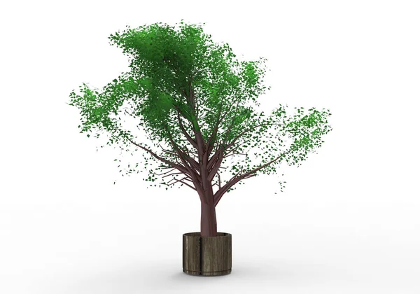 Árvore Folhosa Verde Isolar Fundo — Fotografia de Stock