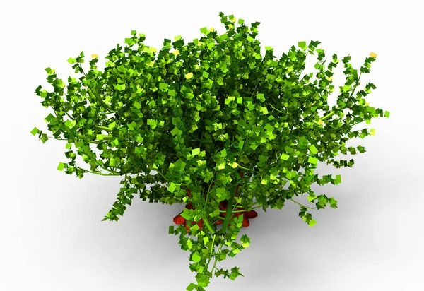 Green Leafy Tree Isolate Background — Stock Photo, Image