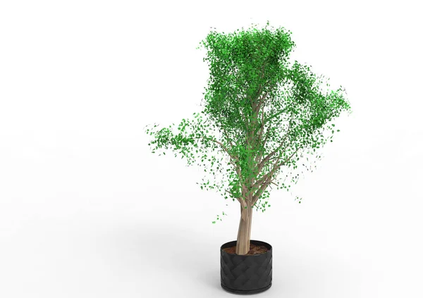 Verde Árbol Frondoso Aislar Fondo — Foto de Stock