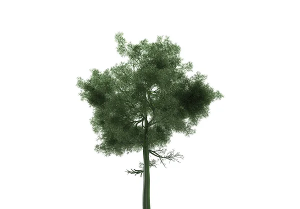 Árvore Folhosa Verde Isolar Fundo — Fotografia de Stock