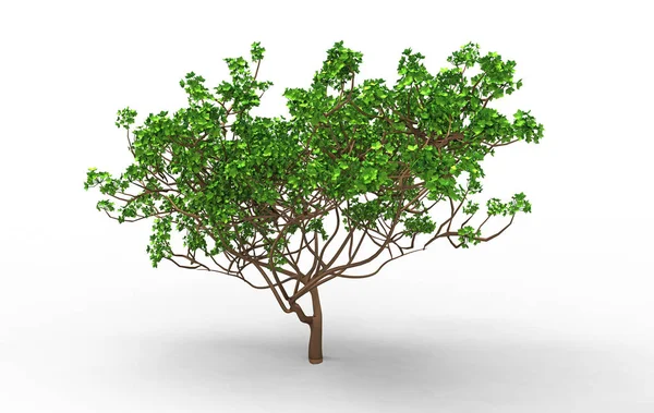 Verde Árbol Frondoso Aislar Fondo — Foto de Stock