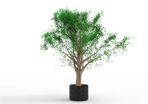 Green Leafy Tree Isolate Background — Stock Photo, Image