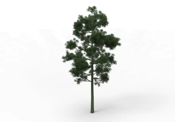 Зелене Листяне Дерево Ізольований Фон — стокове фото