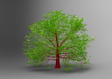 yeşil yapraklı ağaç izole arka plan