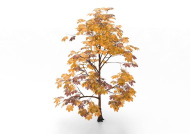 yeşil yapraklı ağaç izole arka plan