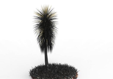 yeşil yapraklı ağaç izole arka plan