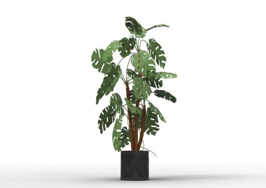 yeşil yapraklı ağaç izole arka plan