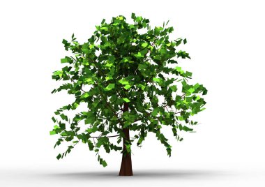 yeşil yapraklı ağaç izole arka plan