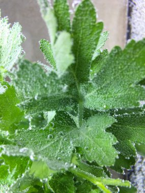 yeşil maydanoz ayrı tut moduyla arka plan