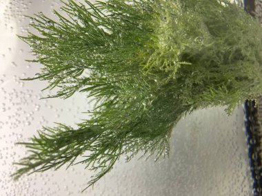 yeşil dereotu ayrı tut moduyla arka plan