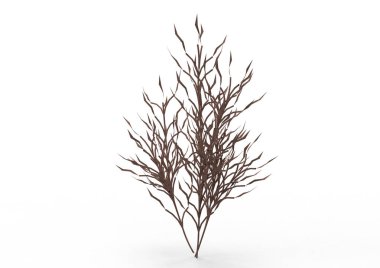 yeşil yapraklı ağaç izole arka plan