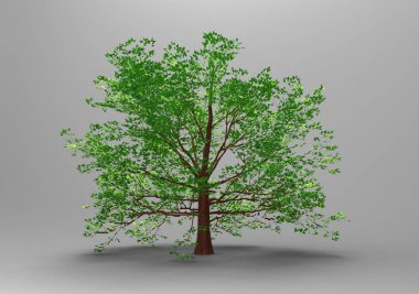 yeşil yapraklı ağaç izole arka plan