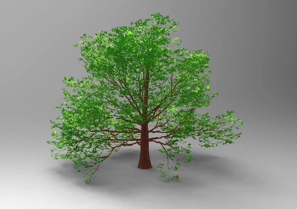 Зеленые Листья Дерева Изолировать Фон — стоковое фото