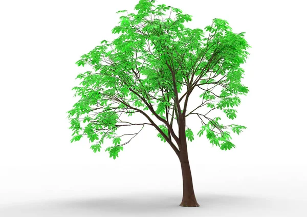 Verde Árbol Frondoso Aislar Fondo — Foto de Stock