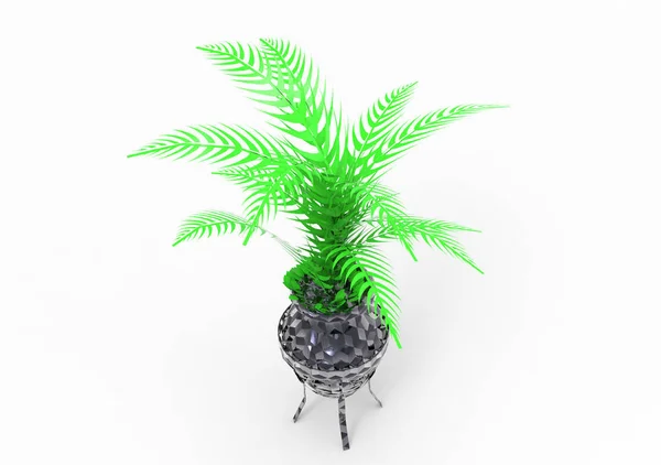 Palm Isolate Background — Stock Photo, Image