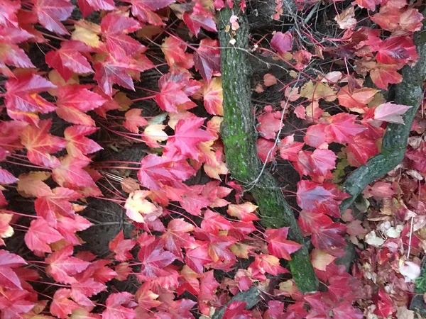 Couleur Feuilles Fond Texture — Photo